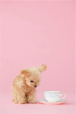 small poodle dogs - Toy Poodle Dog Sitting Near Cup-Plate Stock Photo - Rights-Managed, Code: 859-03982353