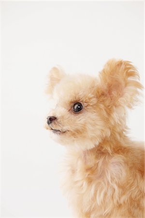 simsearch:859-03982815,k - Side View Of Toy Poodle Dog Against White Background Fotografie stock - Rights-Managed, Codice: 859-03982374