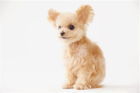 Toy Poodle Dog Sitting Against White Background Foto de stock - Con derechos protegidos, Código: 859-03982375