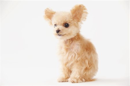 dog eyes - Toy Poodle Dog Sitting Against White Background Stock Photo - Rights-Managed, Code: 859-03982375