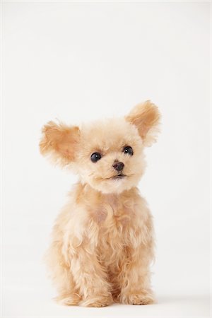 small white dog with fur - Toy Poodle Dog Standing Against White Background Stock Photo - Rights-Managed, Code: 859-03982370