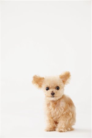 Toy Poodle Dog Standing Against White Background Fotografie stock - Rights-Managed, Codice: 859-03982372