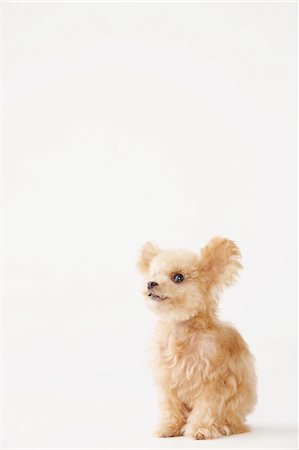 Side View Of Toy Poodle Dog Against White Background Foto de stock - Con derechos protegidos, Código: 859-03982373