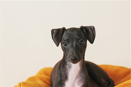 simsearch:859-03982637,k - Italian Greyhound Puppy Sitting On Beanbag Foto de stock - Con derechos protegidos, Código: 859-03982629