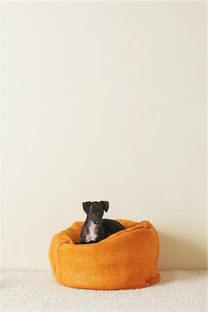 pura raza - Italian Greyhound Puppy Sitting On Beanbag Foto de stock - Con derechos protegidos, Código: 859-03982634