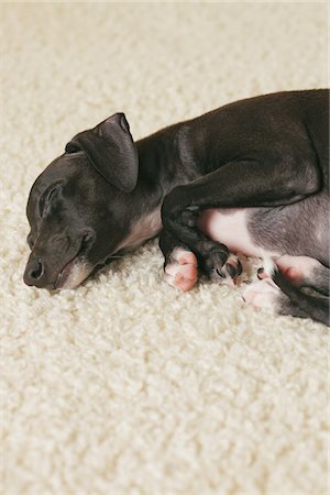 Italian Greyhound Puppy Sleeping On Rug Stock Photo - Rights-Managed, Code: 859-03982636