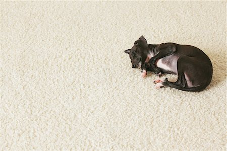 purebred - Italian Greyhound Puppy Sleeping On Rug Stock Photo - Rights-Managed, Code: 859-03982637