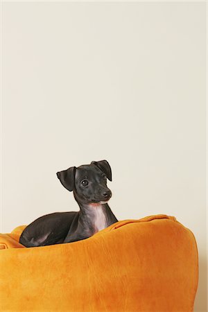 simsearch:632-06118723,k - Italian Greyhound Puppy Lying On Beanbag Foto de stock - Con derechos protegidos, Código: 859-03982633