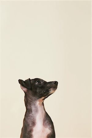 purebred - Italien chiot Greyhound à la recherche de suite Photographie de stock - Rights-Managed, Code: 859-03982649