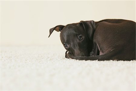 Italien chiot Greyhound au repos sur le tapis Photographie de stock - Rights-Managed, Code: 859-03982640