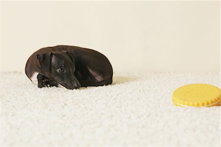 simsearch:859-03982637,k - Italian Greyhound Puppy Resting On Rug Foto de stock - Con derechos protegidos, Código: 859-03982641