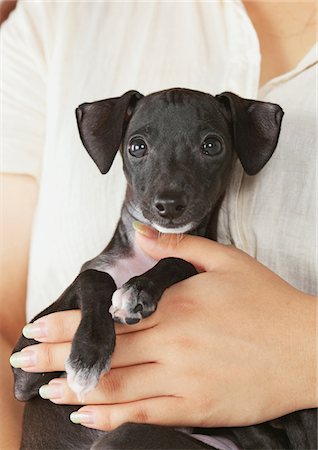 Pet Owner Holding Italian Greyhound Puppy Foto de stock - Con derechos protegidos, Código: 859-03982669