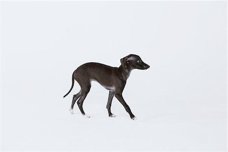 simsearch:6113-06626246,k - Italian Greyhound Puppy Against White Background Foto de stock - Con derechos protegidos, Código: 859-03982663