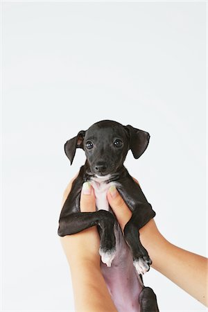 simsearch:614-08926187,k - Human Hand Holding Italian Greyhound Puppy Stock Photo - Rights-Managed, Code: 859-03982672