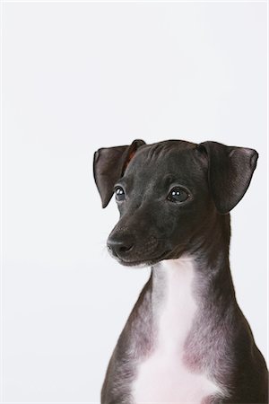 pura raza - Close Up Of Italian Greyhound Puppy Foto de stock - Con derechos protegidos, Código: 859-03982673