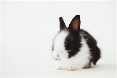 portrait black and white - Rabbit Sitting Against White Background Stock Photo - Rights-Managed, Code: 859-03982774