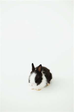 domestic rabbit - Rabbit Sitting Against White Background Stock Photo - Rights-Managed, Code: 859-03982775