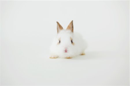 simsearch:859-03982339,k - White Rabbit Sitting Against White Background Foto de stock - Con derechos protegidos, Código: 859-03982777