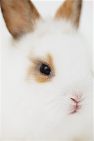 simsearch:696-03395624,k - Close Up Of White Rabbit Fotografie stock - Rights-Managed, Codice: 859-03982787