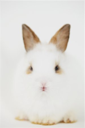 simsearch:859-03982815,k - White Rabbit Sitting Against White Background Fotografie stock - Rights-Managed, Codice: 859-03982788
