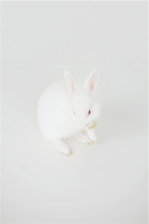 Lapin blanc assis sur fond blanc Photographie de stock - Rights-Managed, Code: 859-03982797