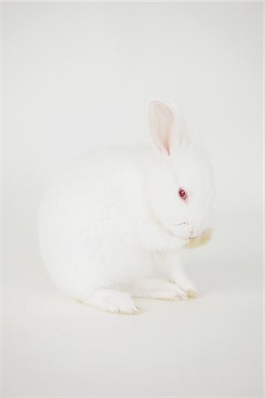 simsearch:859-03982815,k - White Rabbit Sitting Against White Background Fotografie stock - Rights-Managed, Codice: 859-03982798