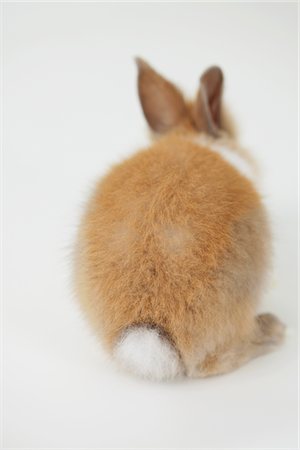 Rear View Of Sitting Rabbit Foto de stock - Con derechos protegidos, Código: 859-03982799