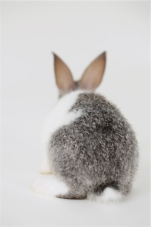 Rear View Of Sitting Rabbit Foto de stock - Con derechos protegidos, Código: 859-03982805
