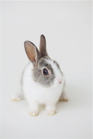 simsearch:859-03982837,k - Rabbit Sitting Against White Background Stock Photo - Rights-Managed, Code: 859-03982807