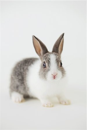 Lapin assis sur fond blanc Photographie de stock - Rights-Managed, Code: 859-03982809