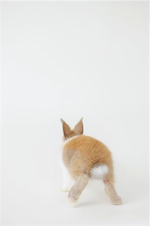 run white background - Rear View Of Running Rabbit Foto de stock - Con derechos protegidos, Código: 859-03982800