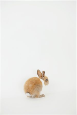 domestic rabbit - Rear View Of sitting Rabbit Stock Photo - Rights-Managed, Code: 859-03982801