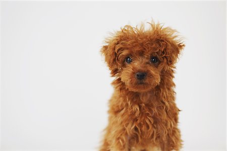 duveteux - Small Poodle Dog Against White Background Foto de stock - Con derechos protegidos, Código: 859-03982817