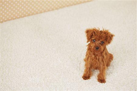 Small Poodle Dog Sitting On Floor Mat Fotografie stock - Rights-Managed, Codice: 859-03982827