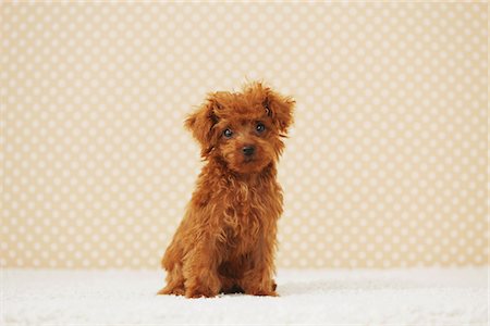 Small Poodle Dog Sitting Against Yellowish Background Stock Photo - Rights-Managed, Code: 859-03982828