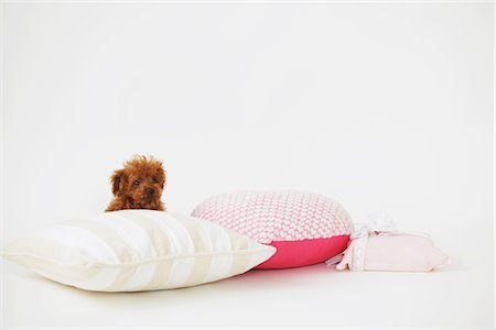 Petit caniche chien posant avec coussins et cadeaux Photographie de stock - Rights-Managed, Code: 859-03982823