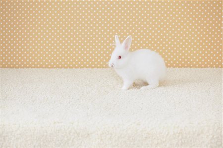 White Rabbit On Floor Mat Stock Photo - Rights-Managed, Code: 859-03982837