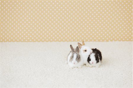 rugs and carpet - Three Rabbits Sitting Together On Floor Mat Stock Photo - Rights-Managed, Code: 859-03982838