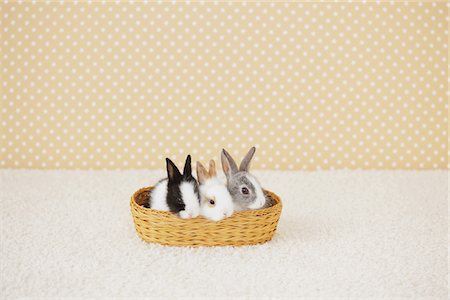 simsearch:859-03982815,k - Three Rabbits Sitting Together In Basket On Floor Mat Fotografie stock - Rights-Managed, Codice: 859-03982839