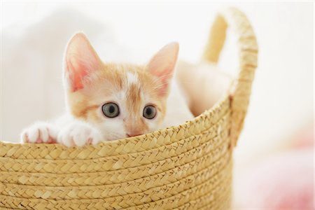 simsearch:700-00524900,k - Baby Kitten Peeping Out Of Basket Fotografie stock - Rights-Managed, Codice: 859-03982848