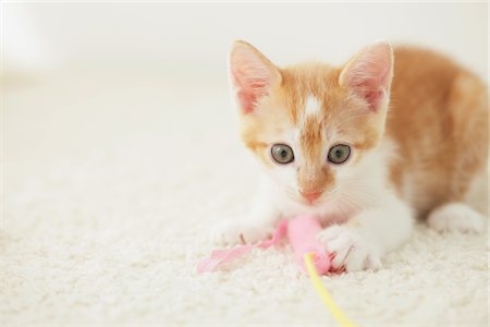 Baby Kitten Relaxing On Floor Mat Stock Photo - Rights-Managed, Code: 859-03982842