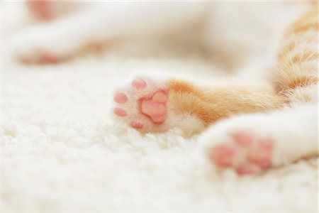 simsearch:696-03398371,k - Kitten Paw, Close Up Foto de stock - Con derechos protegidos, Código: 859-03982857