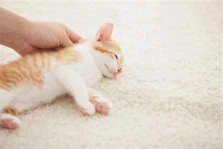 Baby Kitten Relaxing On Floor Mat Stock Photo - Rights-Managed, Code: 859-03982859