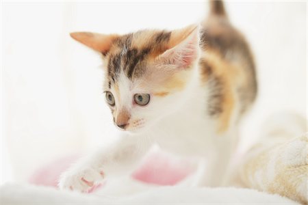 pata (con garra) - Baby Kitten Walking, Close Up Foto de stock - Con derechos protegidos, Código: 859-03982850