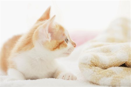 Baby Kitten Relaxing On Floor Mat Stock Photo - Rights-Managed, Code: 859-03982853