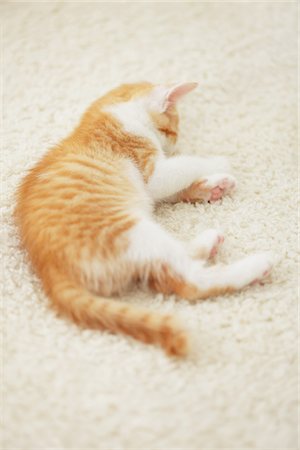 simsearch:614-03455512,k - Les yeux fermés de chaton de bébé, gros plan Photographie de stock - Rights-Managed, Code: 859-03982867