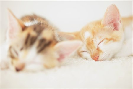 Two Baby Kittens Sleeping On Floor Mat Stock Photo - Rights-Managed, Code: 859-03982877