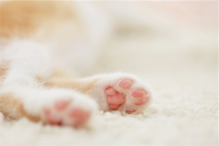 simsearch:696-03398371,k - Kitten Paw, Close Up, Studio Shot Foto de stock - Con derechos protegidos, Código: 859-03982870