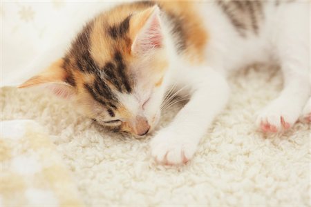 Baby Kitten Sleeping On Floor Mat Stock Photo - Rights-Managed, Code: 859-03982872