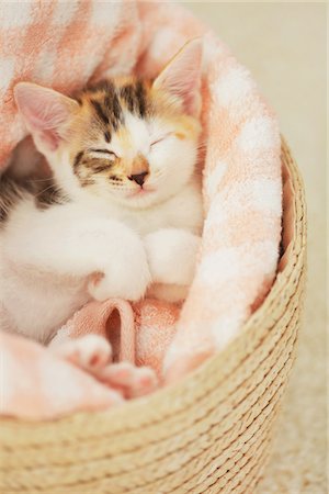 domestic cat - Baby Kitten Sleeping In Basket Stock Photo - Rights-Managed, Code: 859-03982899